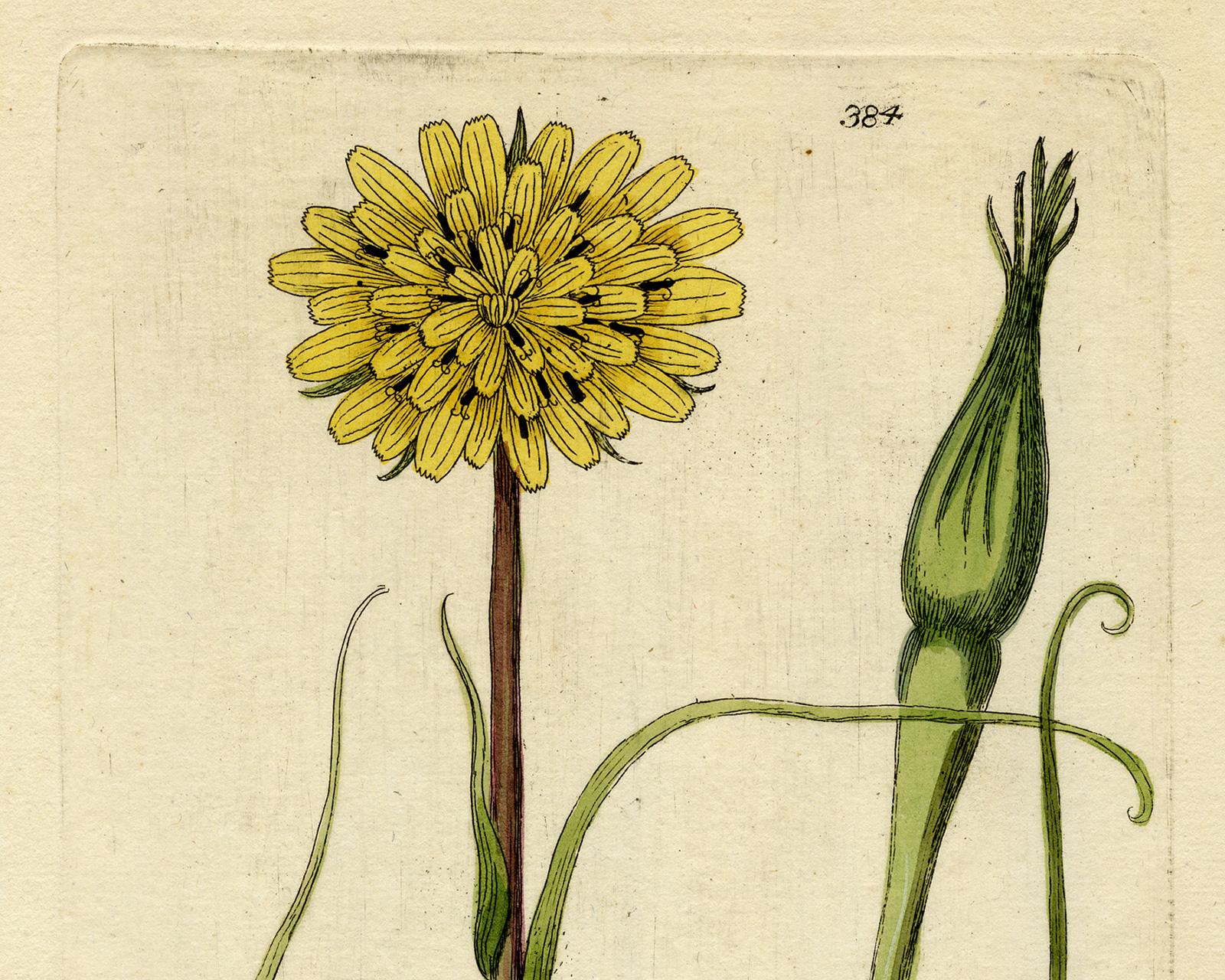 Meadow Salsify from Medicinal Plants by Happe - Handcoloured engraving - 18th c. - Old Masters Print by Andreas Friedrich Happe