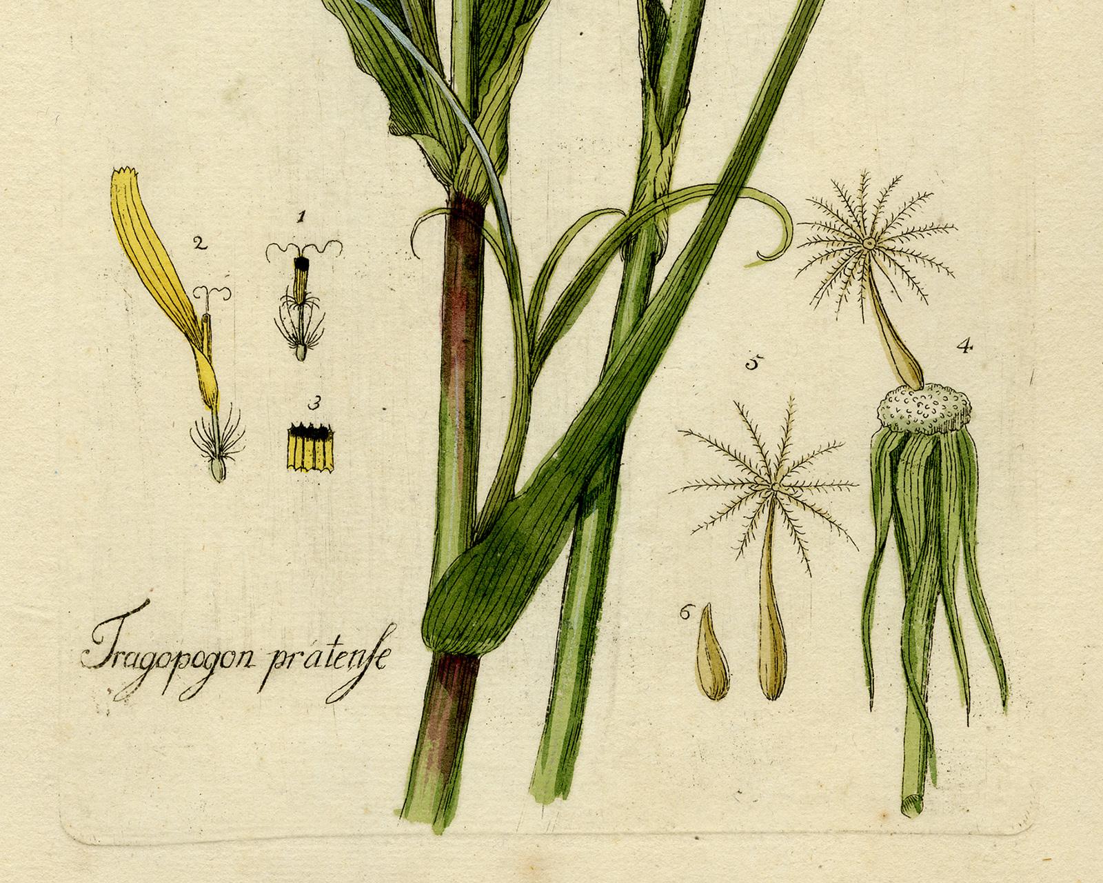 Meadow Salsify from Medicinal Plants by Happe - Handcoloured engraving - 18th c. - Beige Still-Life Print by Andreas Friedrich Happe