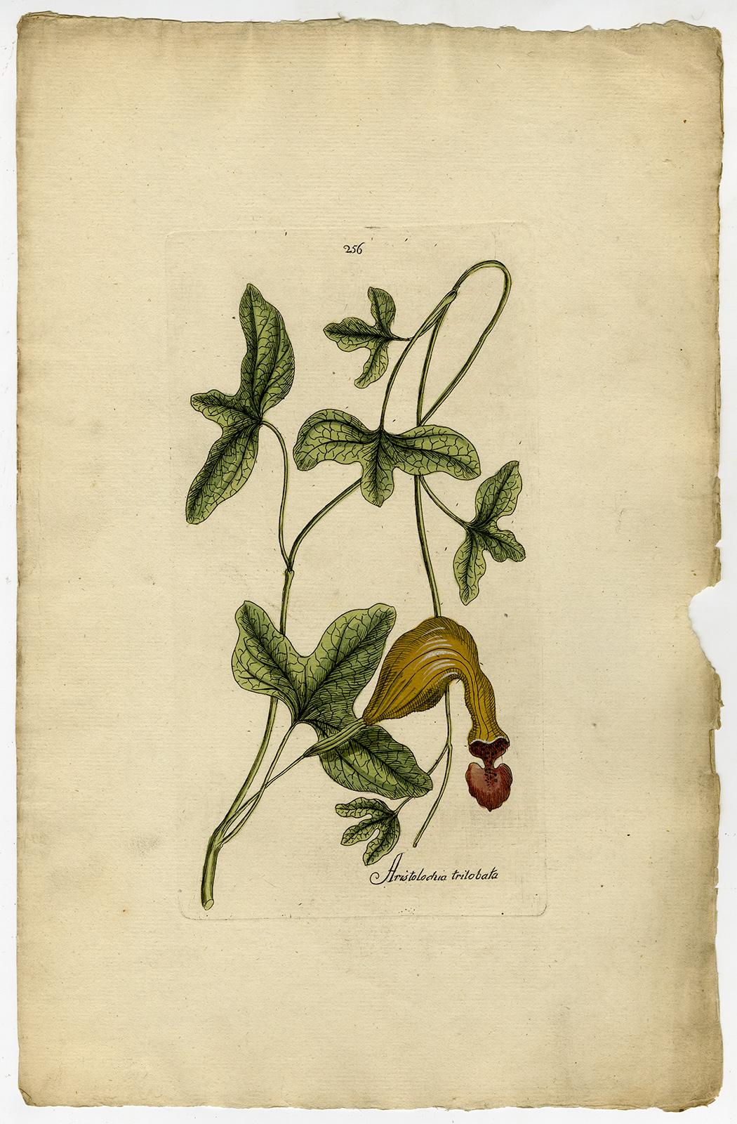 Dutchman's Pipe from Medicinal Plants by Happe - Handcoloured engraving - 18th c - Print by Andreas Friedrich Happe