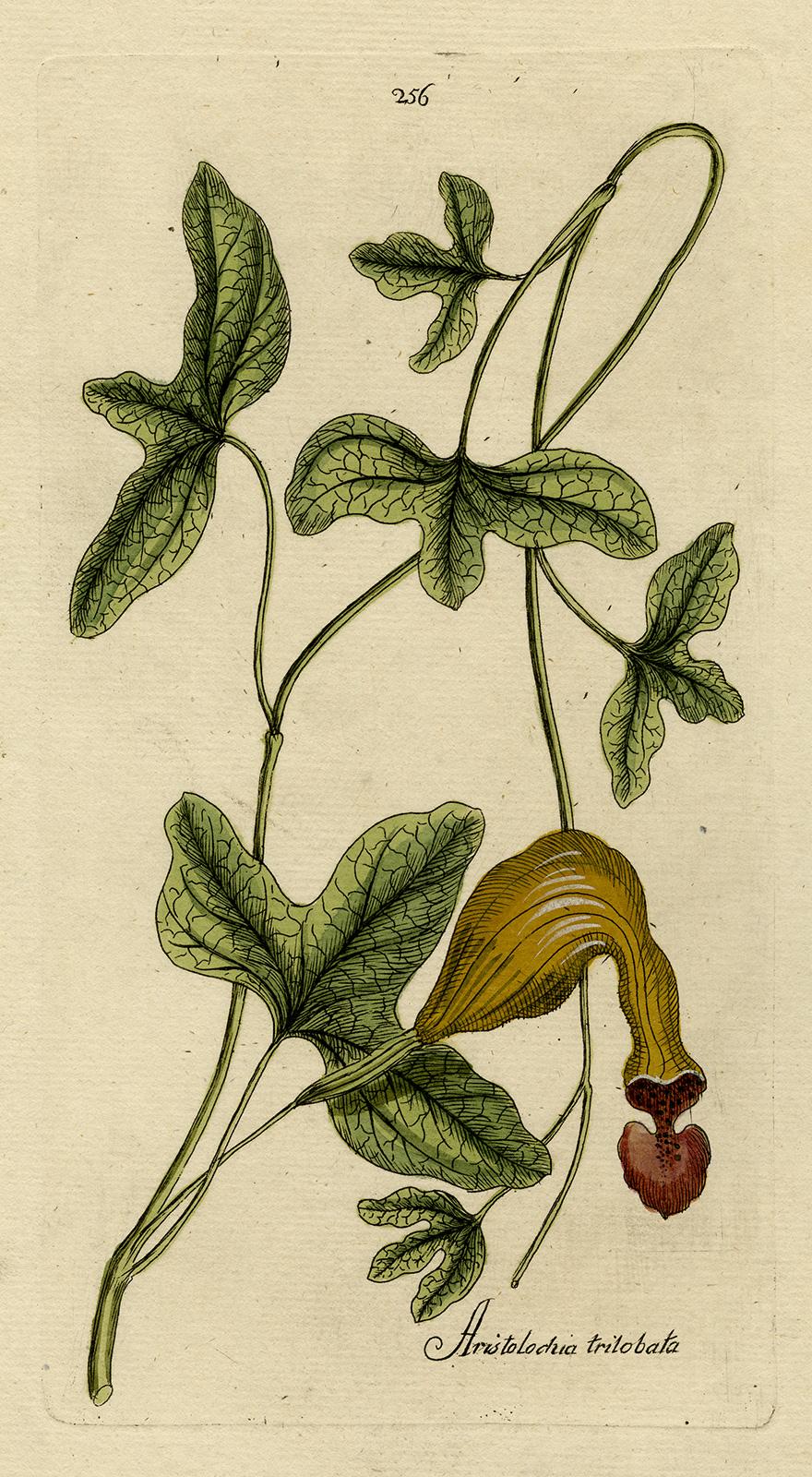 Andreas Friedrich Happe Still-Life Print - Dutchman's Pipe from Medicinal Plants by Happe - Handcoloured engraving - 18th c