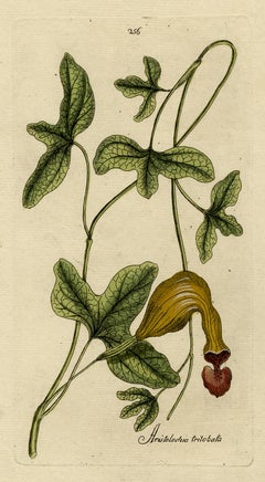 Antique Dutchman's Pipe from Medicinal Plants by Happe - Handcoloured engraving - 18th c