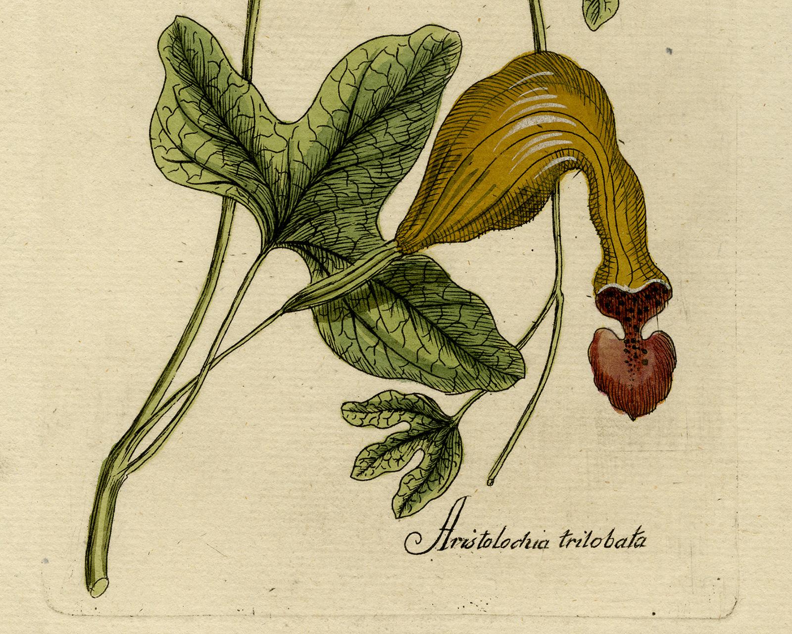 Dutchman's Pipe from Medicinal Plants by Happe - Handcoloured engraving - 18th c - Old Masters Print by Andreas Friedrich Happe