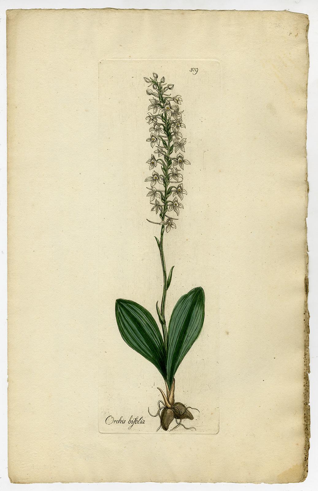 Lesser Butterfly-Orchid - Medicinal Plants by Happe - Handcoloured - 18th c. - Print by Andreas Friedrich Happe