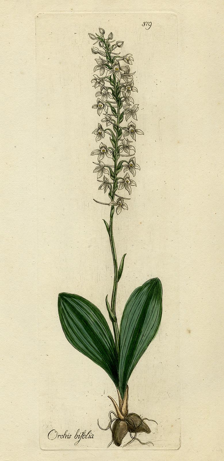 Andreas Friedrich Happe Still-Life Print - Lesser Butterfly-Orchid - Medicinal Plants by Happe - Handcoloured - 18th c.