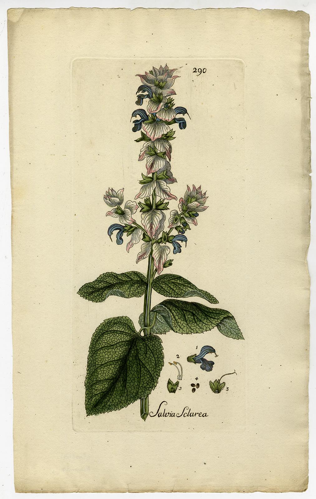 Clary Sage from Medicinal Plants by Happe - Handcoloured engraving - 18th c. - Print by Andreas Friedrich Happe