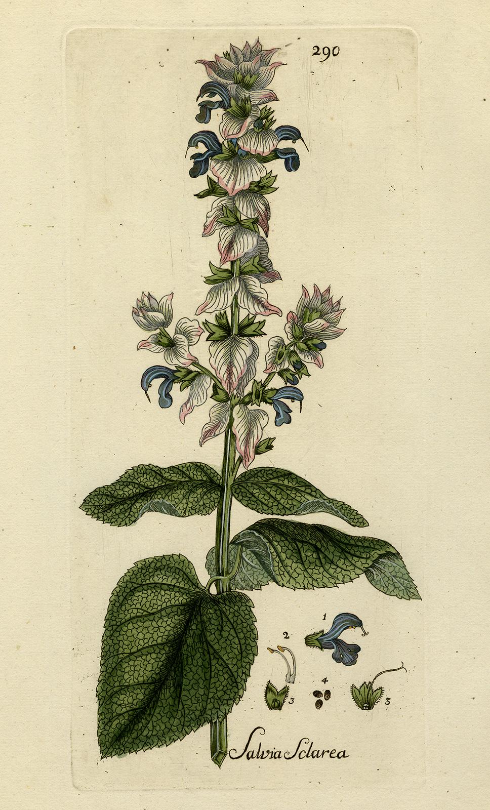 Andreas Friedrich Happe Still-Life Print - Clary Sage from Medicinal Plants by Happe - Handcoloured engraving - 18th c.