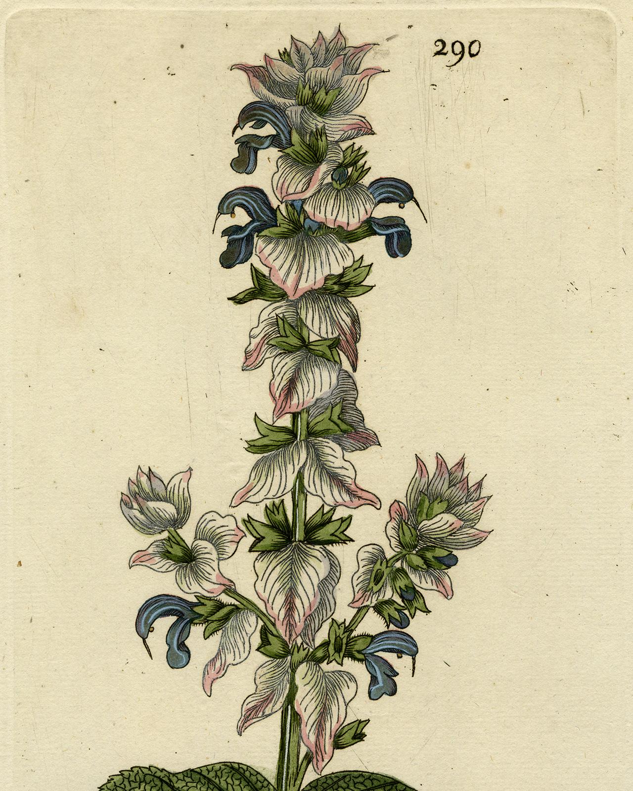 Clary Sage from Medicinal Plants by Happe - Handcoloured engraving - 18th c. - Old Masters Print by Andreas Friedrich Happe