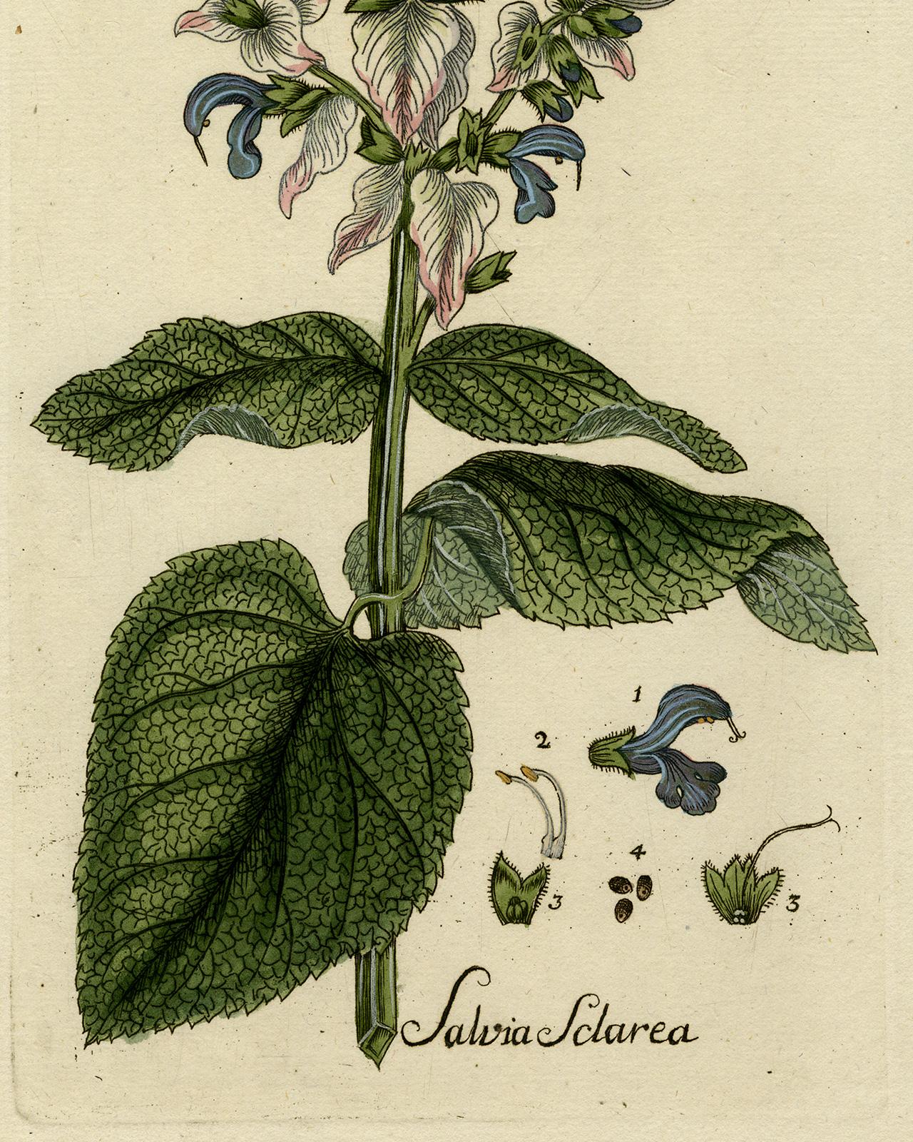 Clary Sage from Medicinal Plants by Happe - Handcoloured engraving - 18th c. - Beige Still-Life Print by Andreas Friedrich Happe