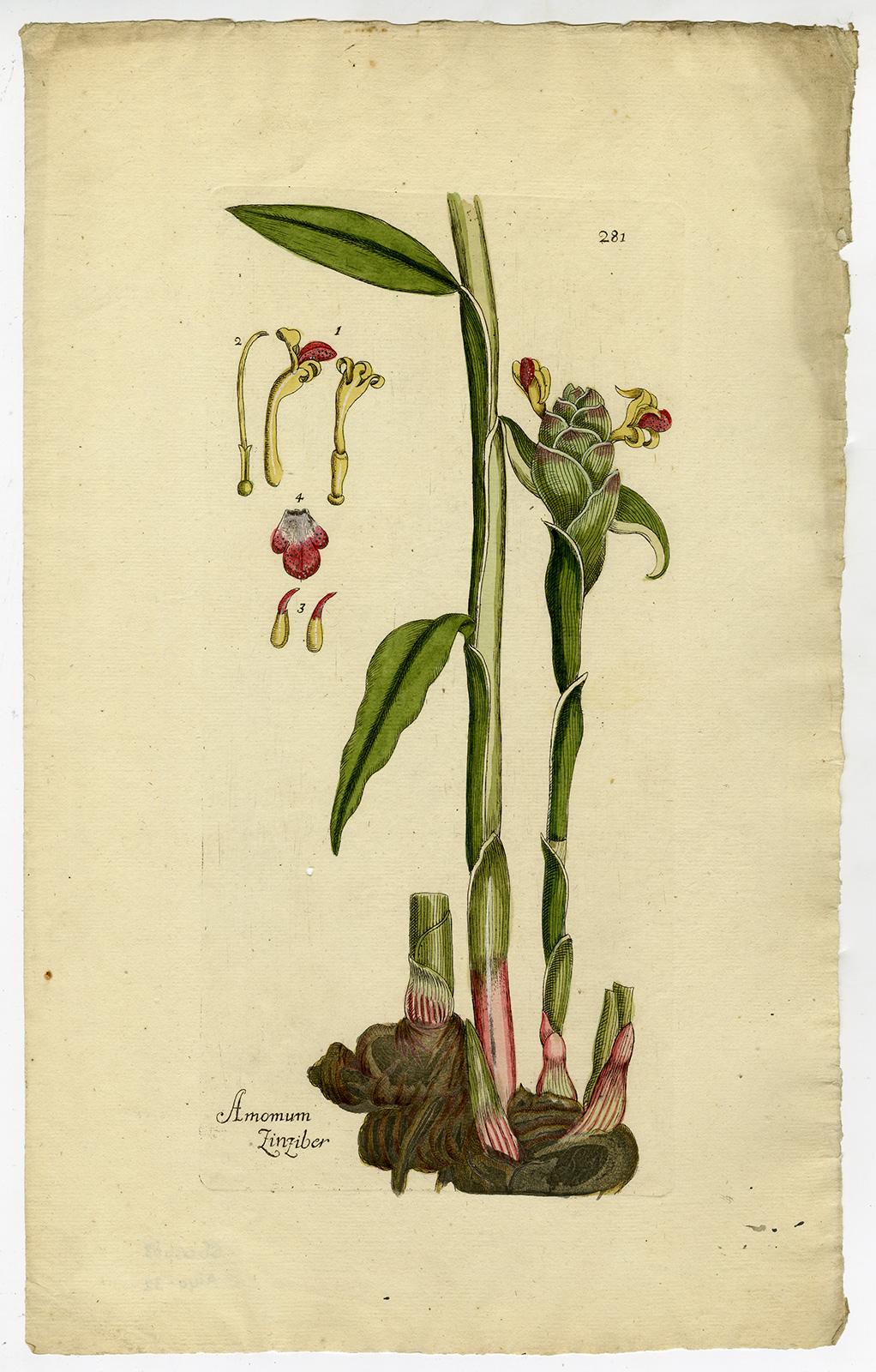 Andreas Friedrich Happe Still-Life Print - Amomum Ginger from Medicinal Plants by Happe - Handcoloured engraving - 18th c.