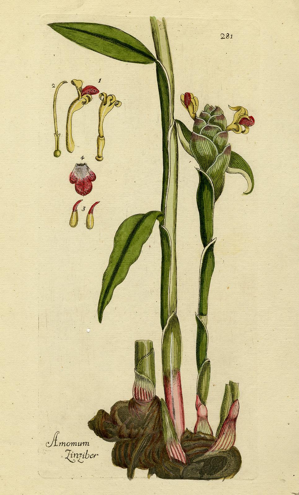Amomum Ginger from Medicinal Plants by Happe - Handcoloured engraving - 18th c. - Print by Andreas Friedrich Happe