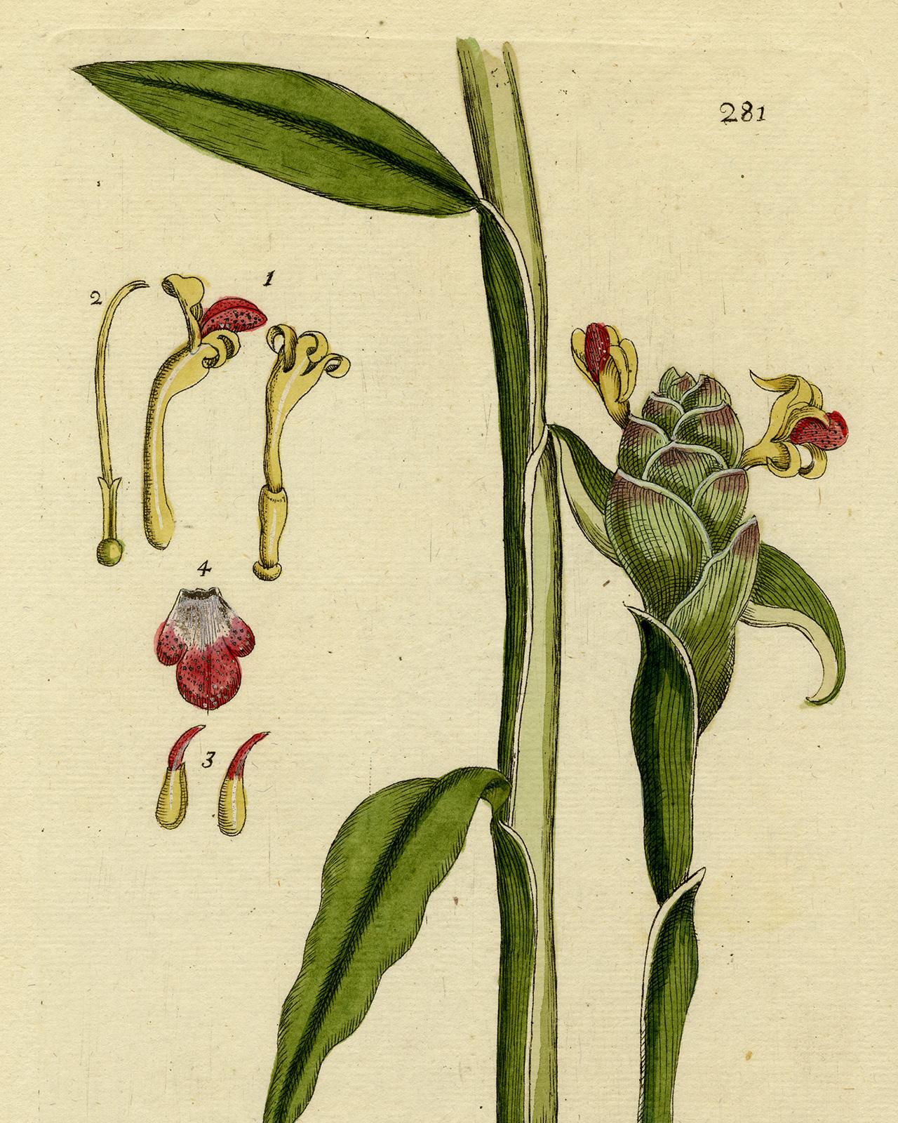Amomum Ginger from Medicinal Plants by Happe - Handcoloured engraving - 18th c. - Old Masters Print by Andreas Friedrich Happe