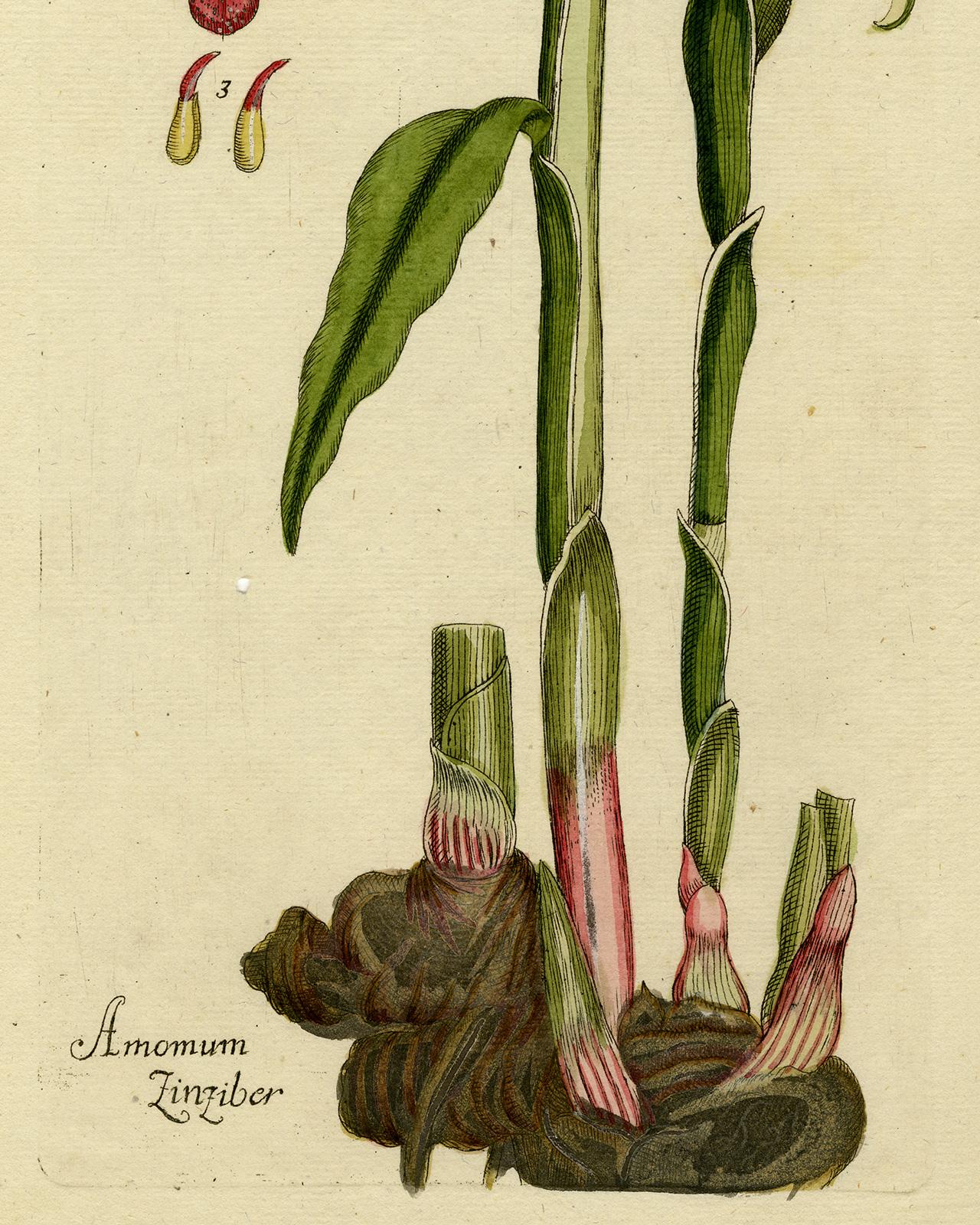 Amomum Ginger from Medicinal Plants by Happe - Handcoloured engraving - 18th c. - Beige Still-Life Print by Andreas Friedrich Happe