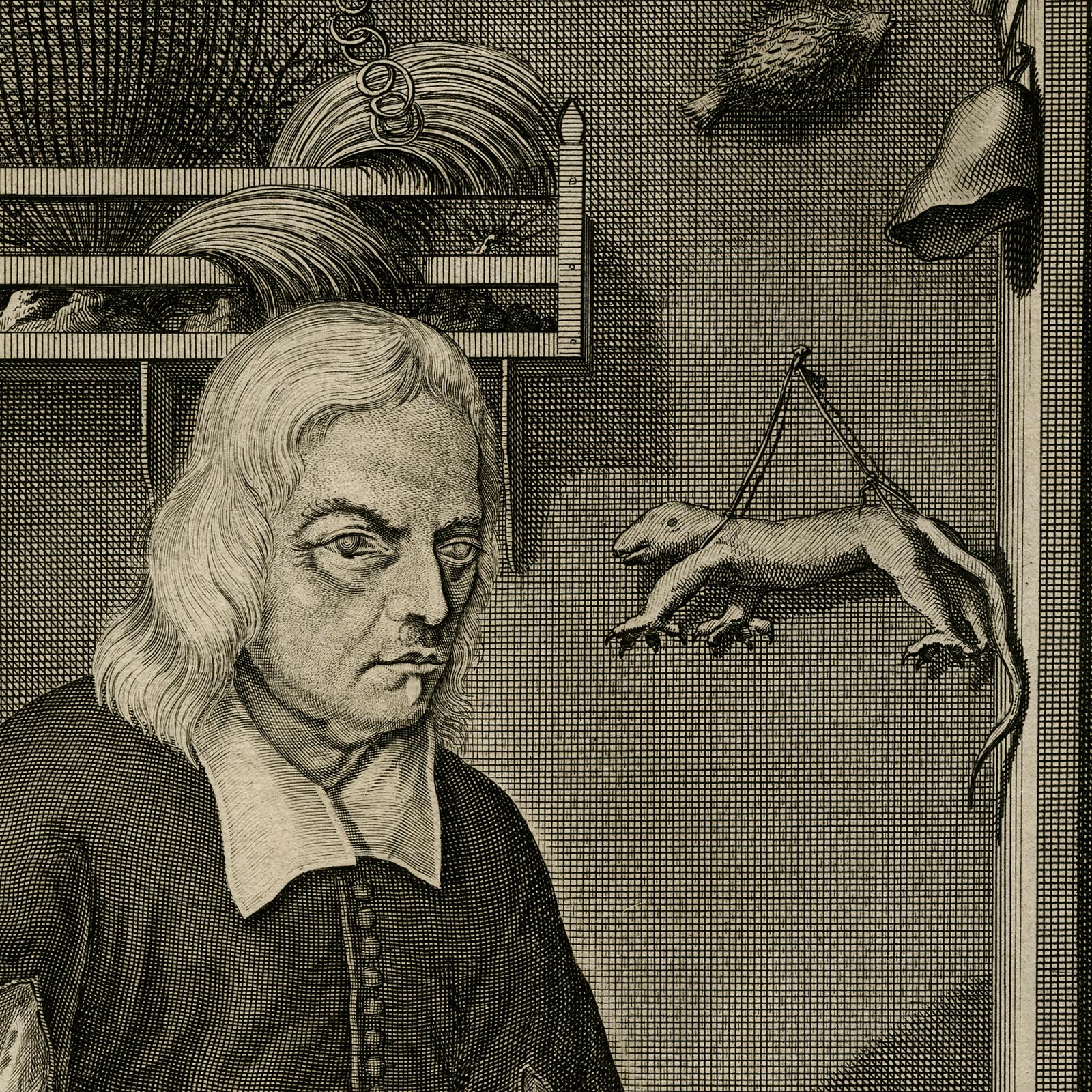 Portrait from Ambonian Cabinet of Curiosities by Rumphius - Engraving - 18th c. - Print by Jorg Eberhardt Rumph