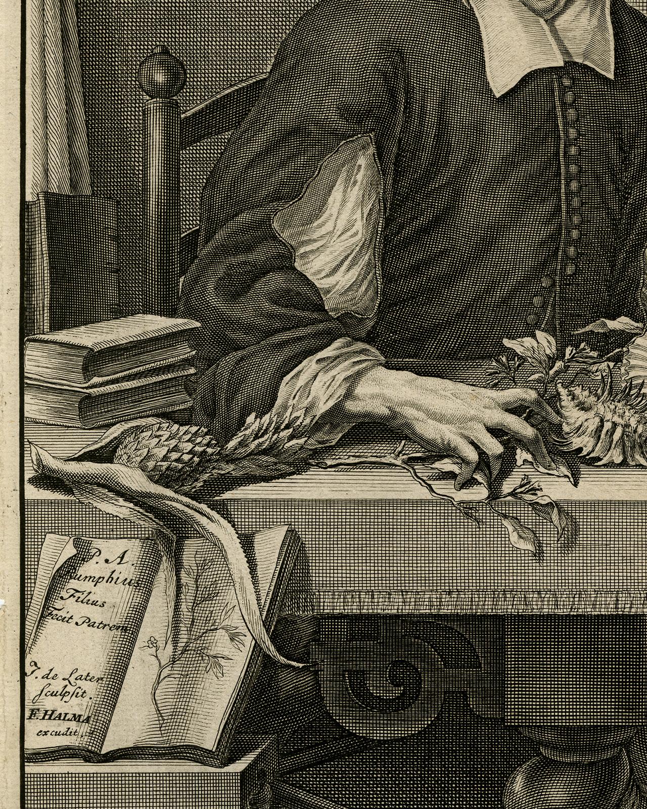 Portrait from Ambonian Cabinet of Curiosities by Rumphius - Engraving - 18th c. - Brown Portrait Print by Jorg Eberhardt Rumph