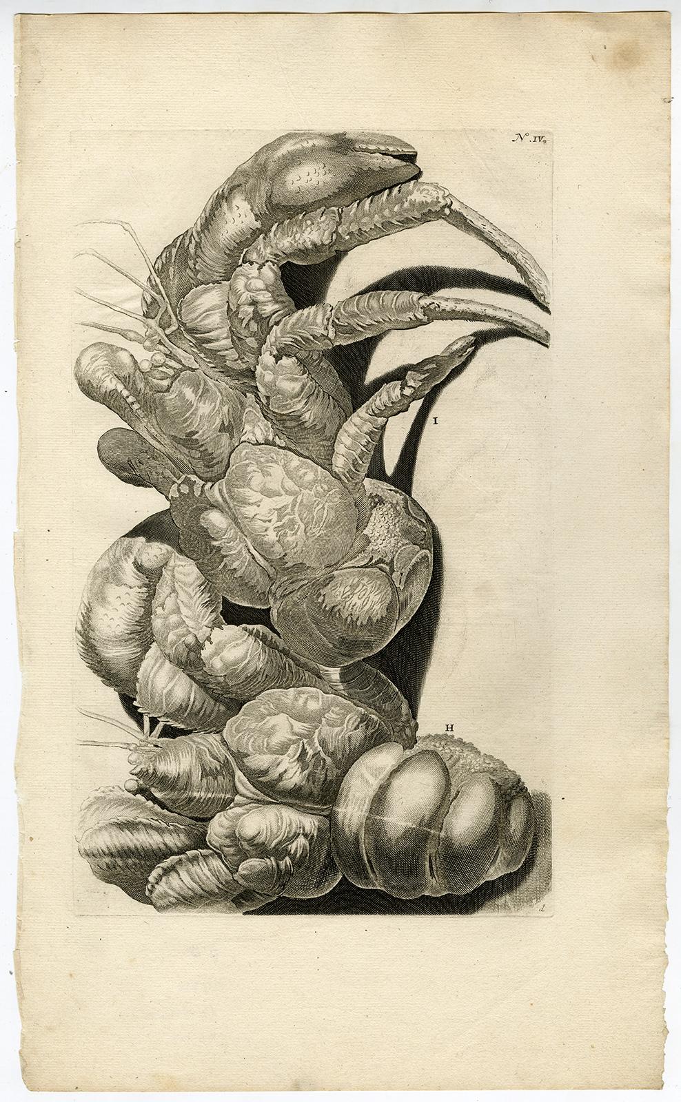 Jorg Eberhardt Rumph Animal Print - Coconut Crab - Ambonian Cabinet of Curiosities by Rumphius - Engraving - 18th c.