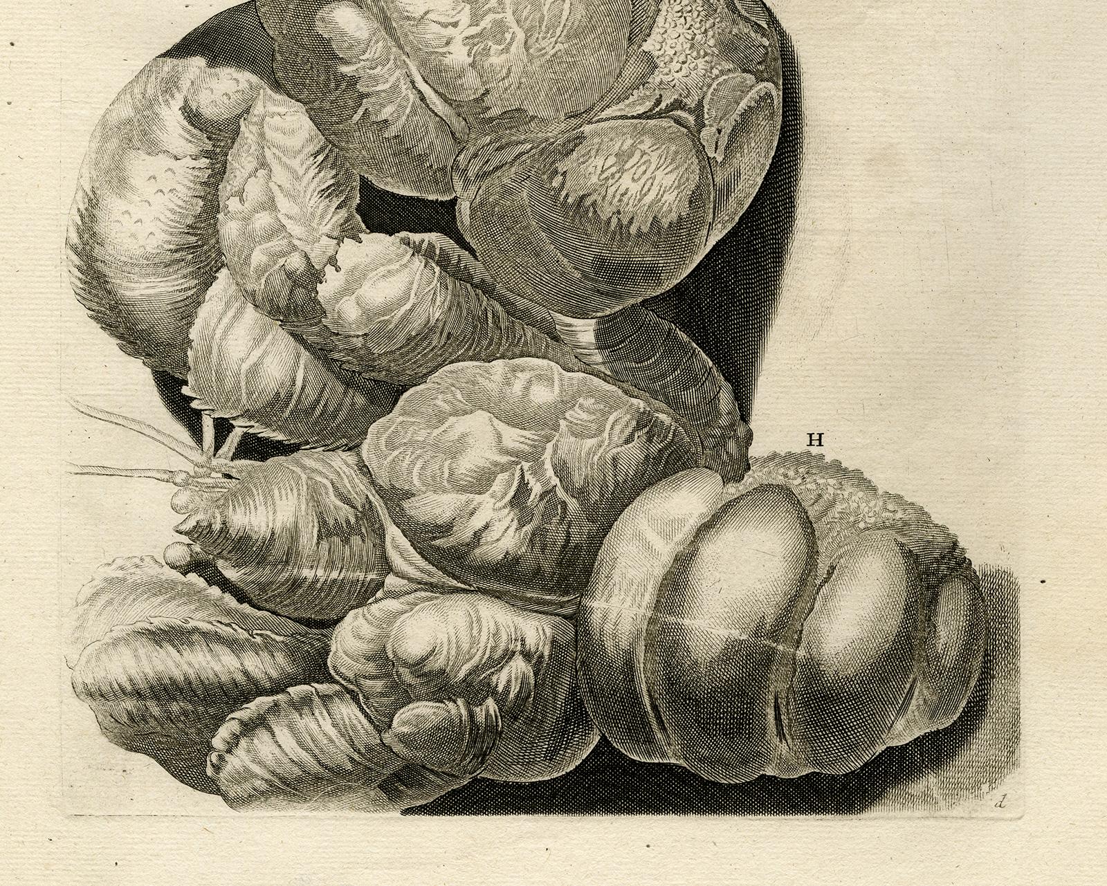 Coconut Crab - Ambonian Cabinet of Curiosities by Rumphius - Engraving - 18th c. - Print by Jorg Eberhardt Rumph