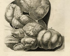 Coconut Crab - Ambonian Cabinet of Curiosities by Rumphius - Engraving - 18th c.