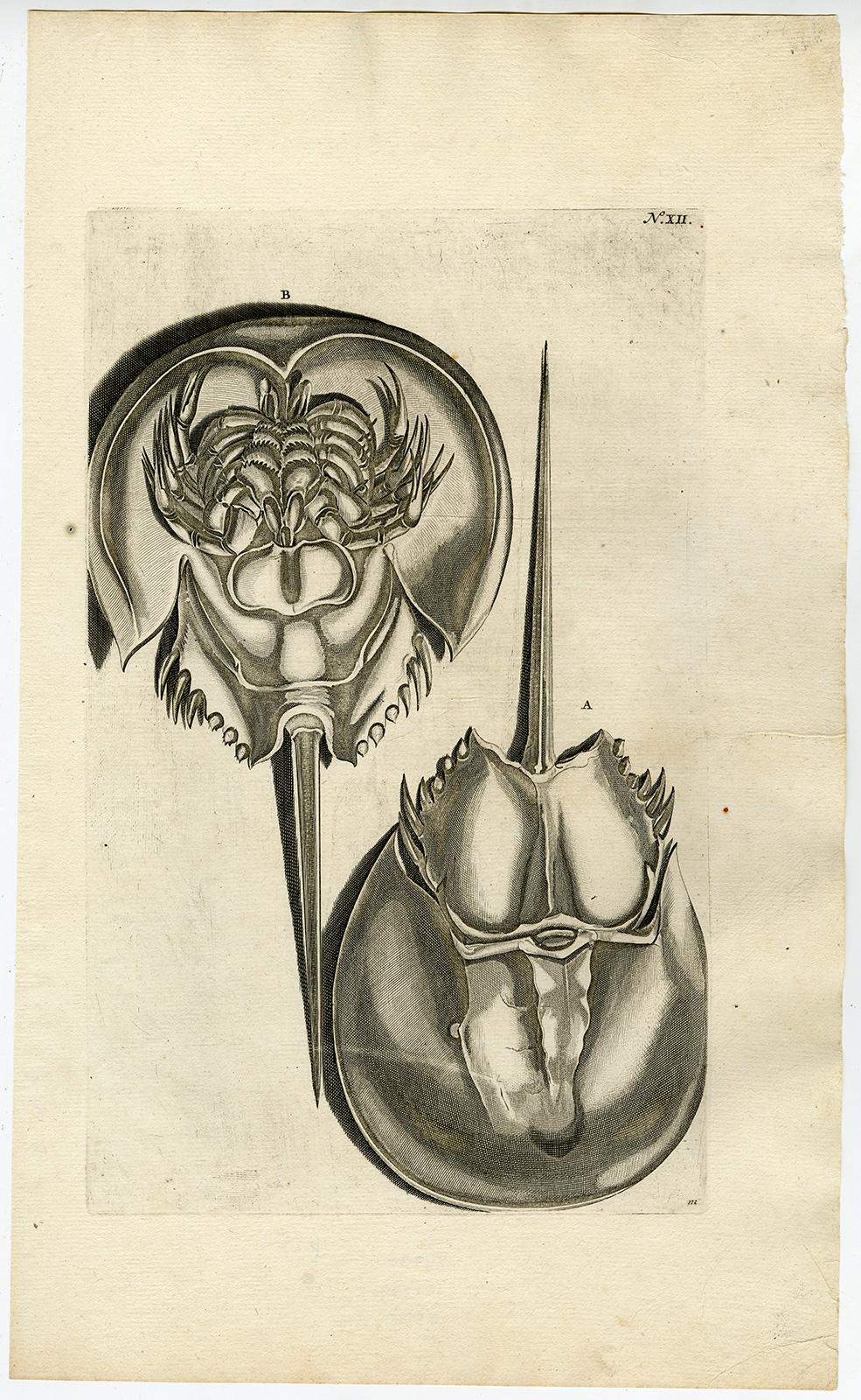 Jorg Eberhardt Rumph Animal Print - Horseshoe Crab - Ambonian Cabinet of Curiosities Rumphius - Engraving - 18th c.