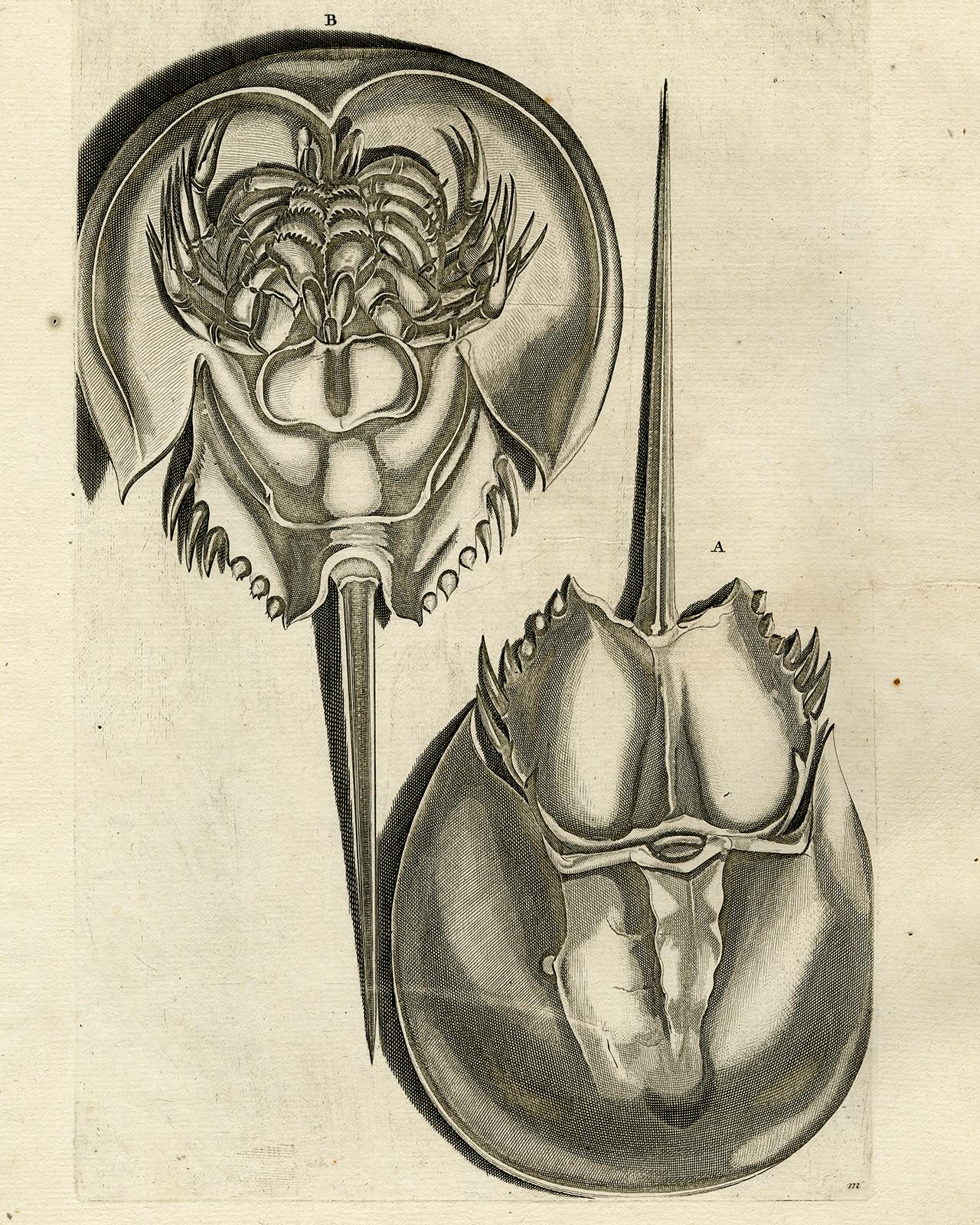Horseshoe Crab - Ambonian Cabinet of Curiosities Rumphius - Engraving - 18th c. - Print by Jorg Eberhardt Rumph