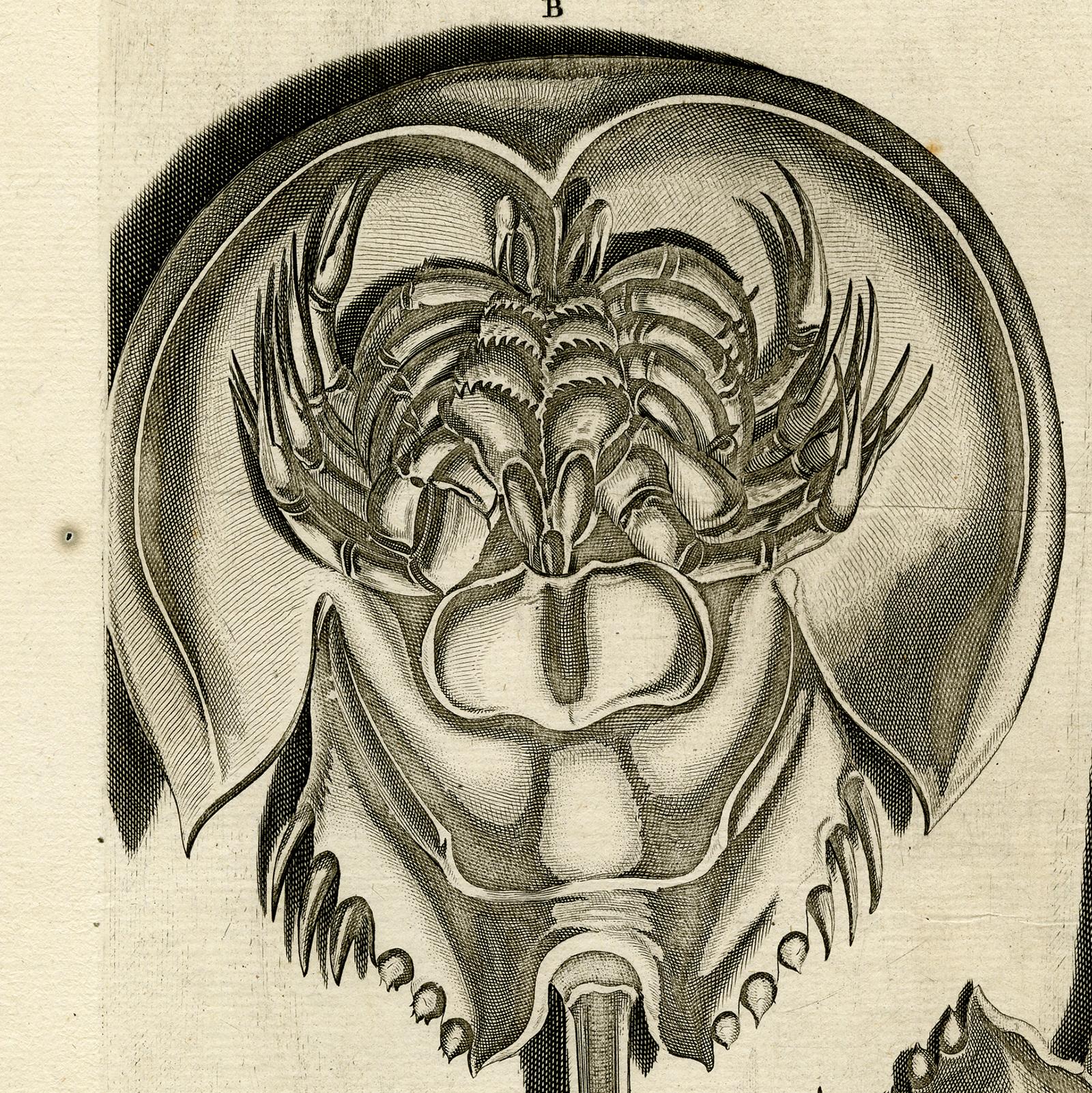 horseshoe engraving