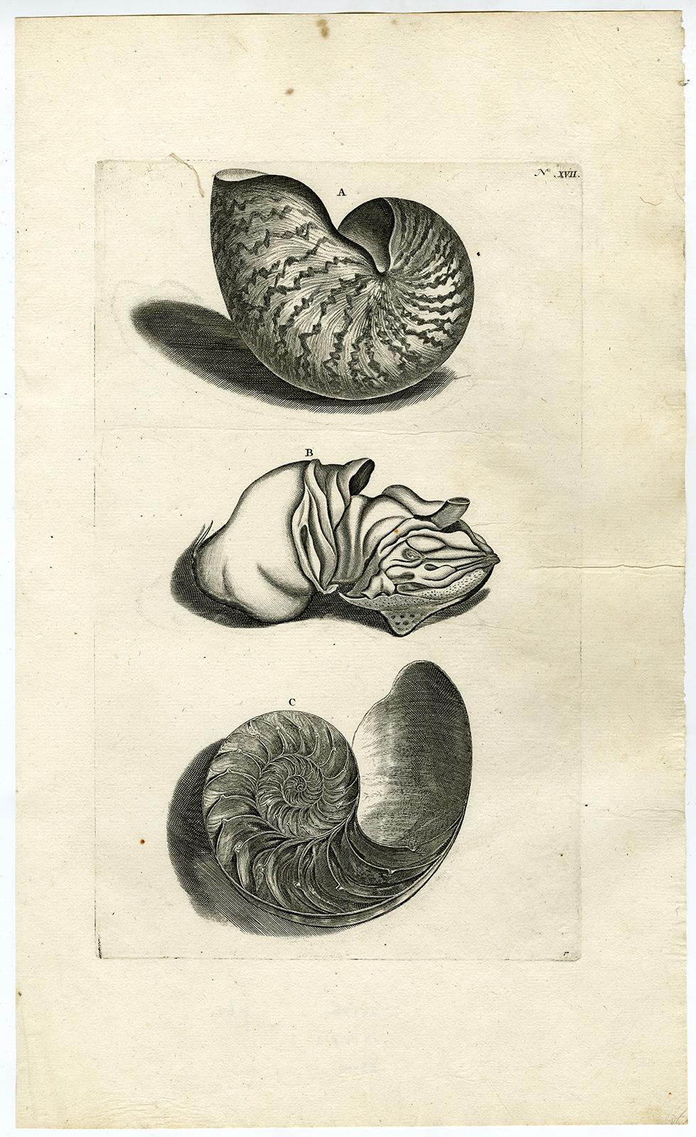 Jorg Eberhardt Rumph Animal Print - Nautilus Shell - Ambonian Cabinet of Curiosities Rumphius - Engraving - 18th c.