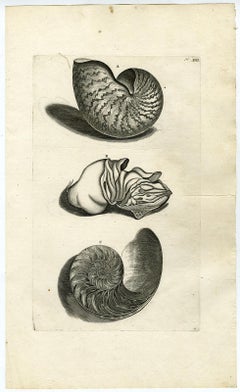 Antique Nautilus Shell - Ambonian Cabinet of Curiosities Rumphius - Engraving - 18th c.