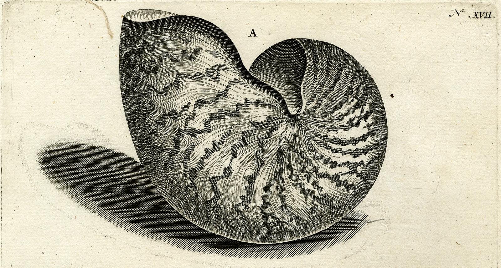 Nautilus Shell - Ambonian Cabinet of Curiosities Rumphius - Engraving - 18th c. - Print by Jorg Eberhardt Rumph