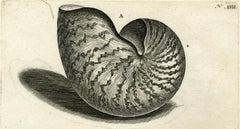 Nautilus Shell - Ambonian Cabinet of Curiosities Rumphius - Engraving - 18th c.