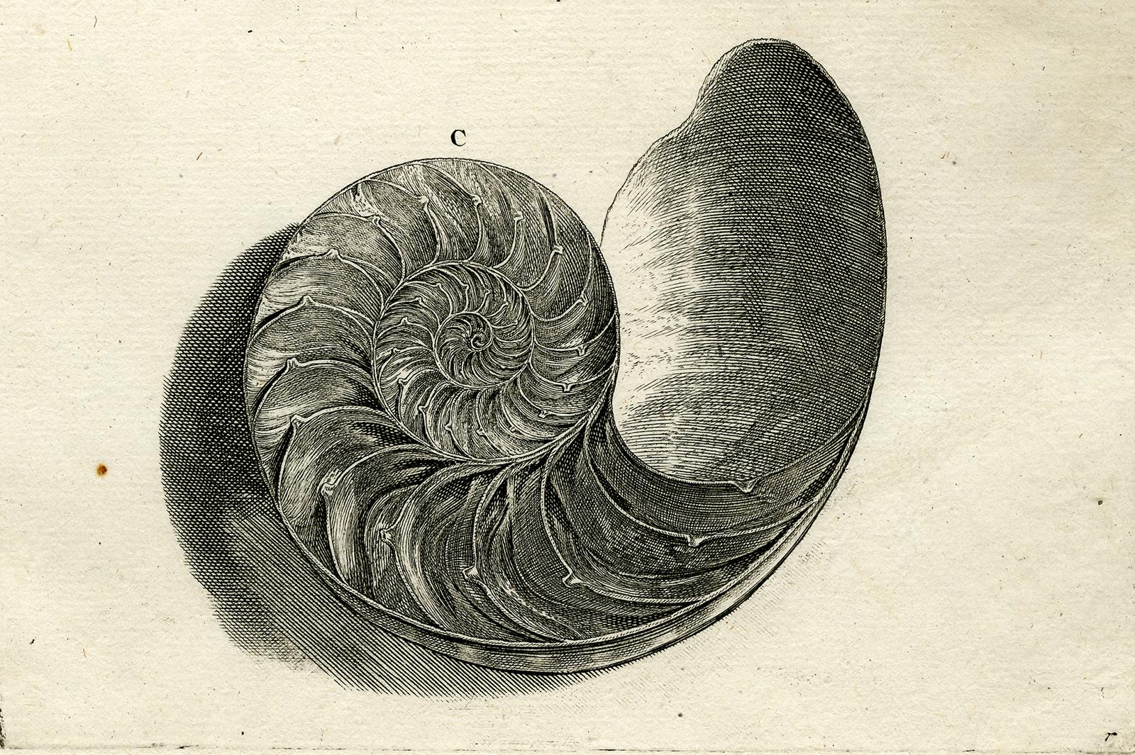 Nautilus Shell - Ambonian Cabinet of Curiosities Rumphius - Engraving - 18th c. - Old Masters Print by Jorg Eberhardt Rumph