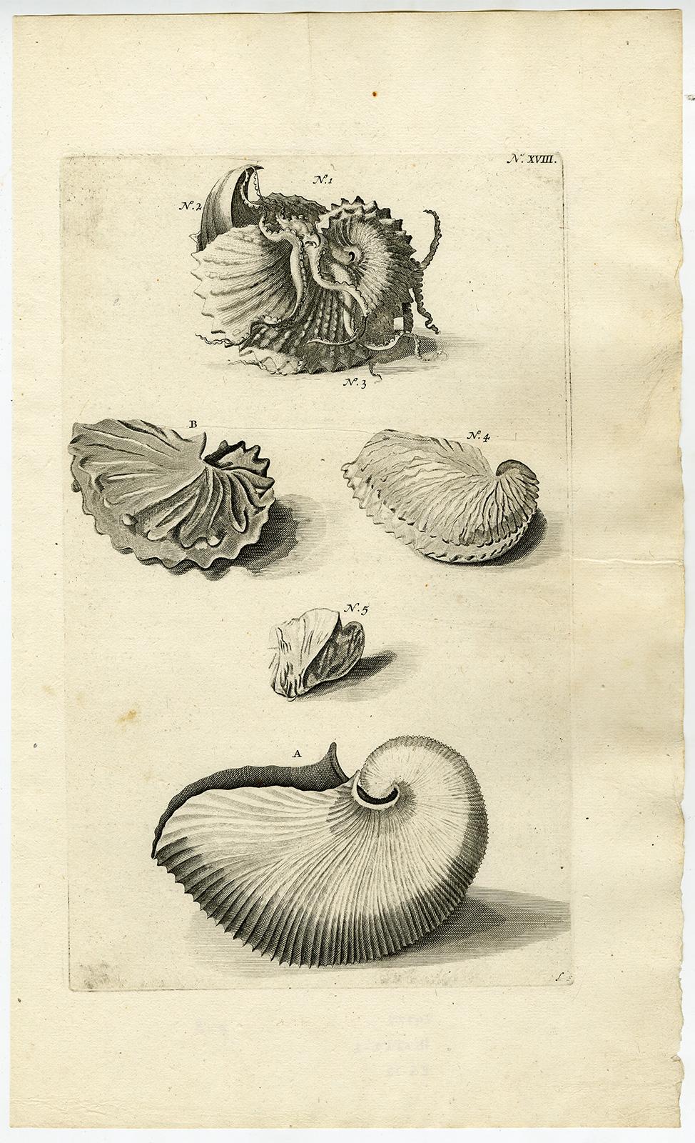 Jorg Eberhardt Rumph Animal Print - Nautilus Shell - Ambonian Cabinet of Curiosities Rumphius - Engraving - 18th c.