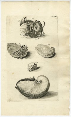 Coquille de Nautilus - Ambonian Cabinet of Curiosities Rumphius - Gravure - 18e s.