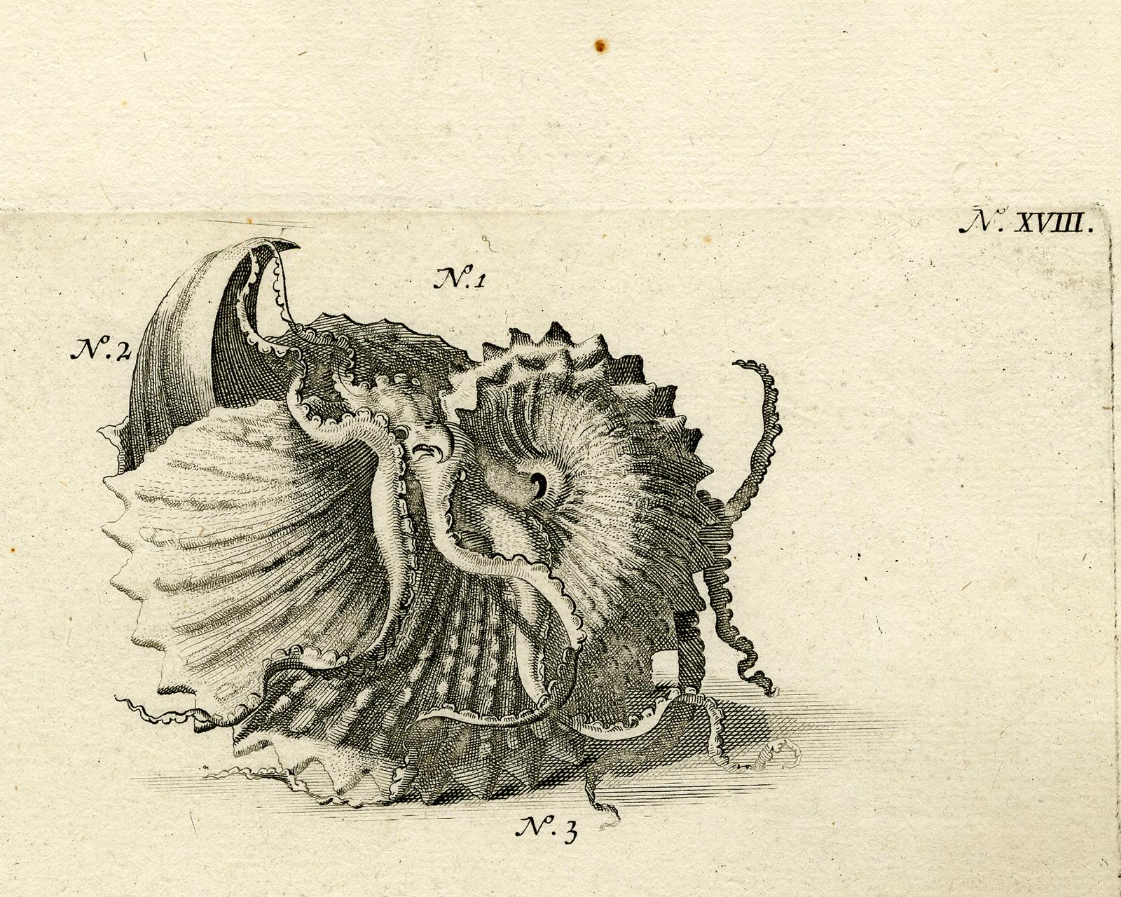 Nautilus Shell - Ambonian Cabinet of Curiosities Rumphius - Engraving - 18th c. - Print by Jorg Eberhardt Rumph