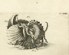 Nautilus Shell - Ambonian Cabinet of Curiosities Rumphius - Engraving - 18th c.