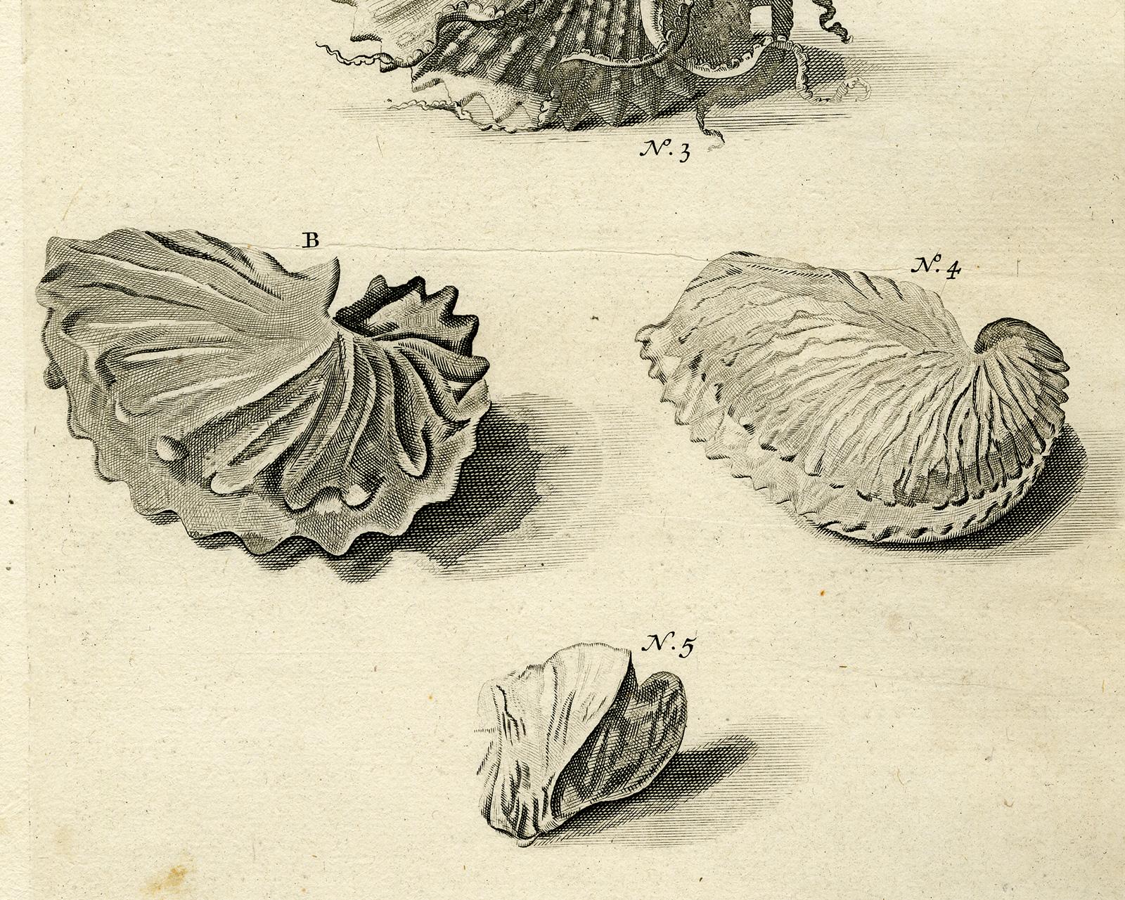Nautilus Shell - Ambonian Cabinet of Curiosities Rumphius - Engraving - 18th c. - Old Masters Print by Jorg Eberhardt Rumph