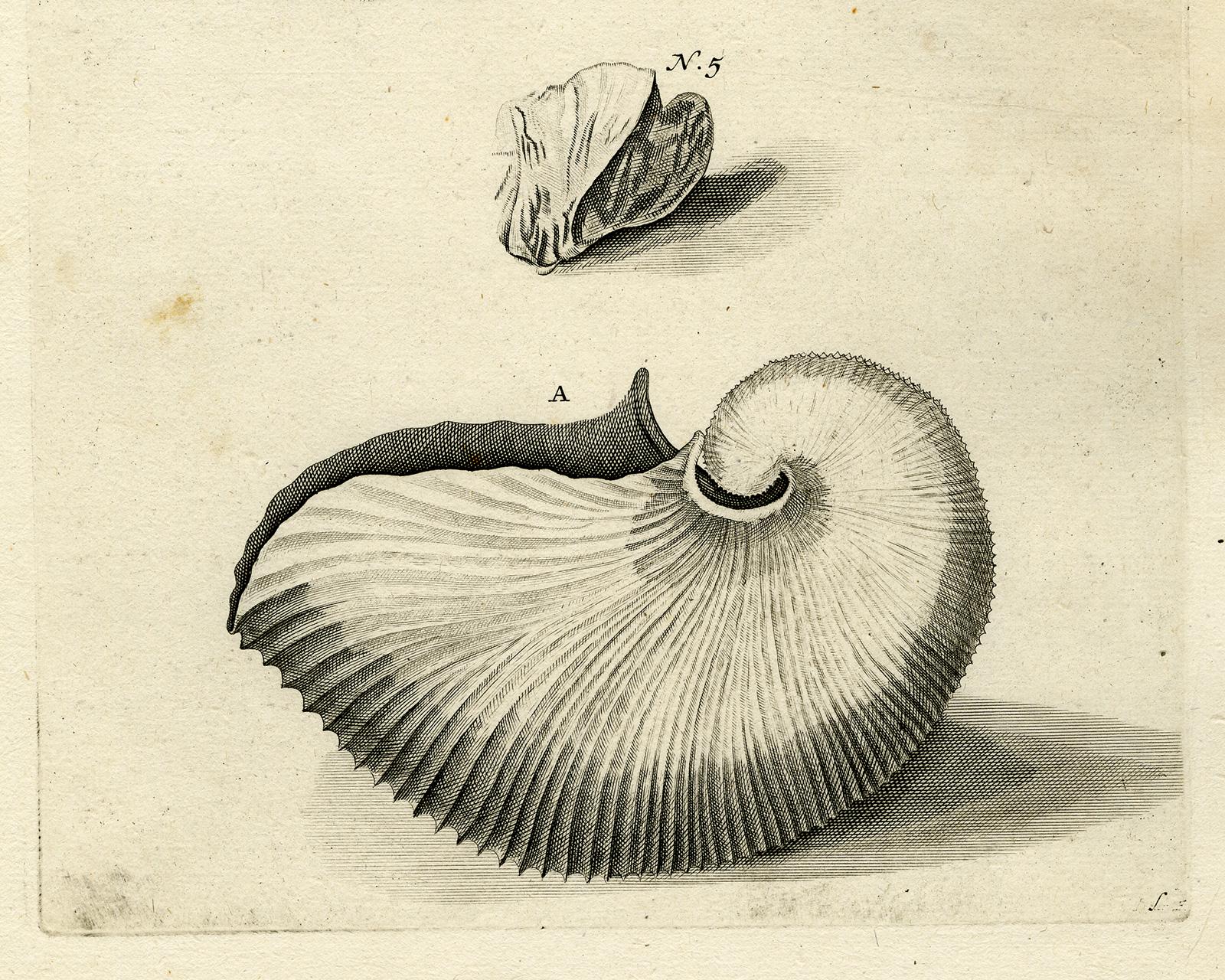 Nautilus Shell - Ambonian Cabinet of Curiosities Rumphius - Engraving - 18th c. - Beige Animal Print by Jorg Eberhardt Rumph