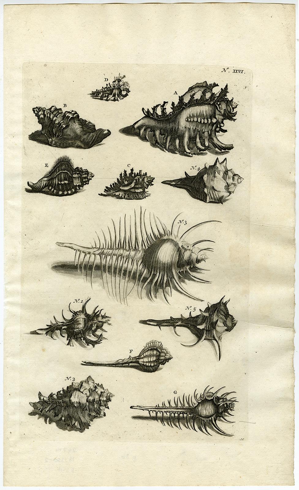 Jorg Eberhardt Rumph Animal Print - Snail and Mollusks - Ambonian Cabinet of Curiosities by Rumphius - 18th c.