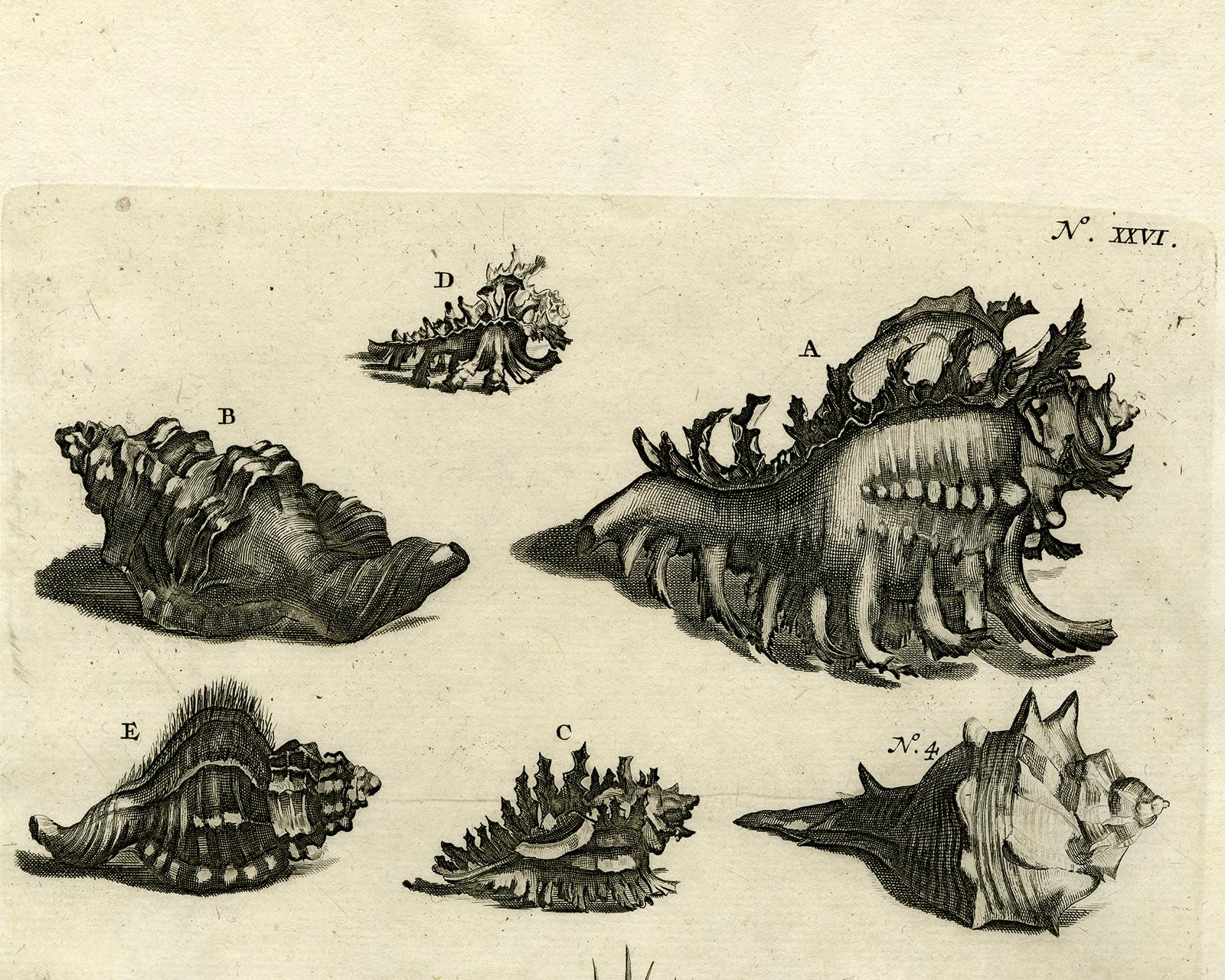 Snail and Mollusks - Ambonian Cabinet of Curiosities by Rumphius - 18th c. - Print by Jorg Eberhardt Rumph