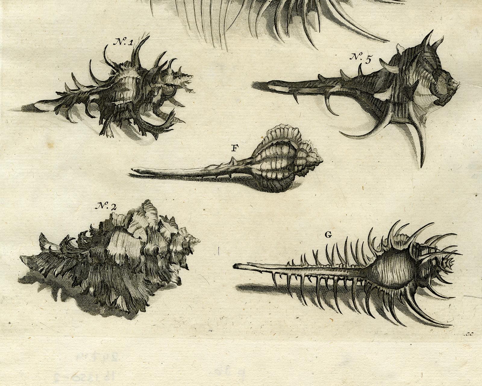 Snail and Mollusks - Ambonian Cabinet of Curiosities by Rumphius - 18th c. - Beige Animal Print by Jorg Eberhardt Rumph