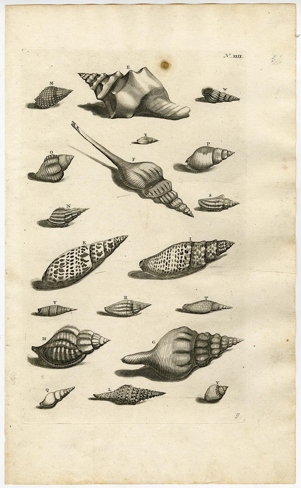 Jorg Eberhardt Rumph Animal Print - Trumpet snail - Ambonian Cabinet of Curiosities - Rumphius - Engraving - 18th c.
