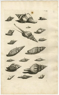 Trumpet snail - Ambonian Cabinet of Curiosities - Rumphius - Engraving - 18th c.