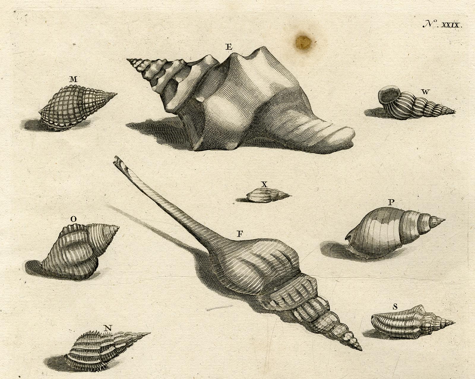 Trumpet snail - Ambonian Cabinet of Curiosities - Rumphius - Engraving - 18th c. - Print by Jorg Eberhardt Rumph