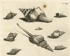 Trumpet snail - Ambonian Cabinet of Curiosities - Rumphius - Engraving - 18th c.