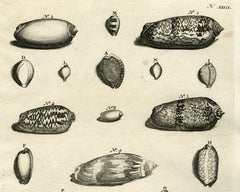 Cypraea snail - Ambonian Cabinet of Curiosities - Rumphius - Engraving - 18th c.