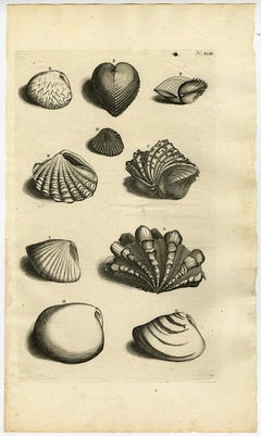 Bivalve Mollusks - Ambonian Cabinet of Curiosities by Rumphius - 18th c.