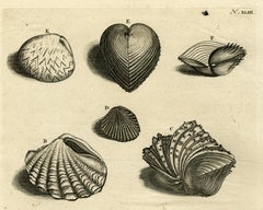 Bivalve Mollusks - Ambonian Cabinet of Curiosities by Rumphius - 18th c.