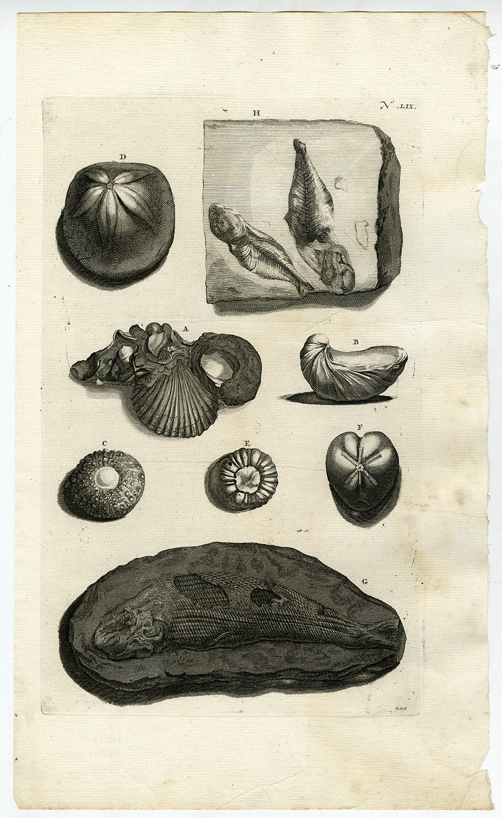Jorg Eberhardt Rumph Animal Print - Fossilized shells and fish - Ambonian Cabinet of Curiosities - Rumphius - 18th c