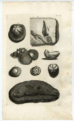 Antique Fossilized shells and fish - Ambonian Cabinet of Curiosities - Rumphius - 18th c