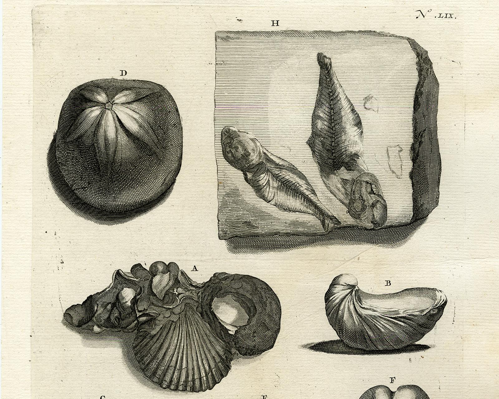 Fossilized shells and fish - Ambonian Cabinet of Curiosities - Rumphius - 18th c - Print by Jorg Eberhardt Rumph