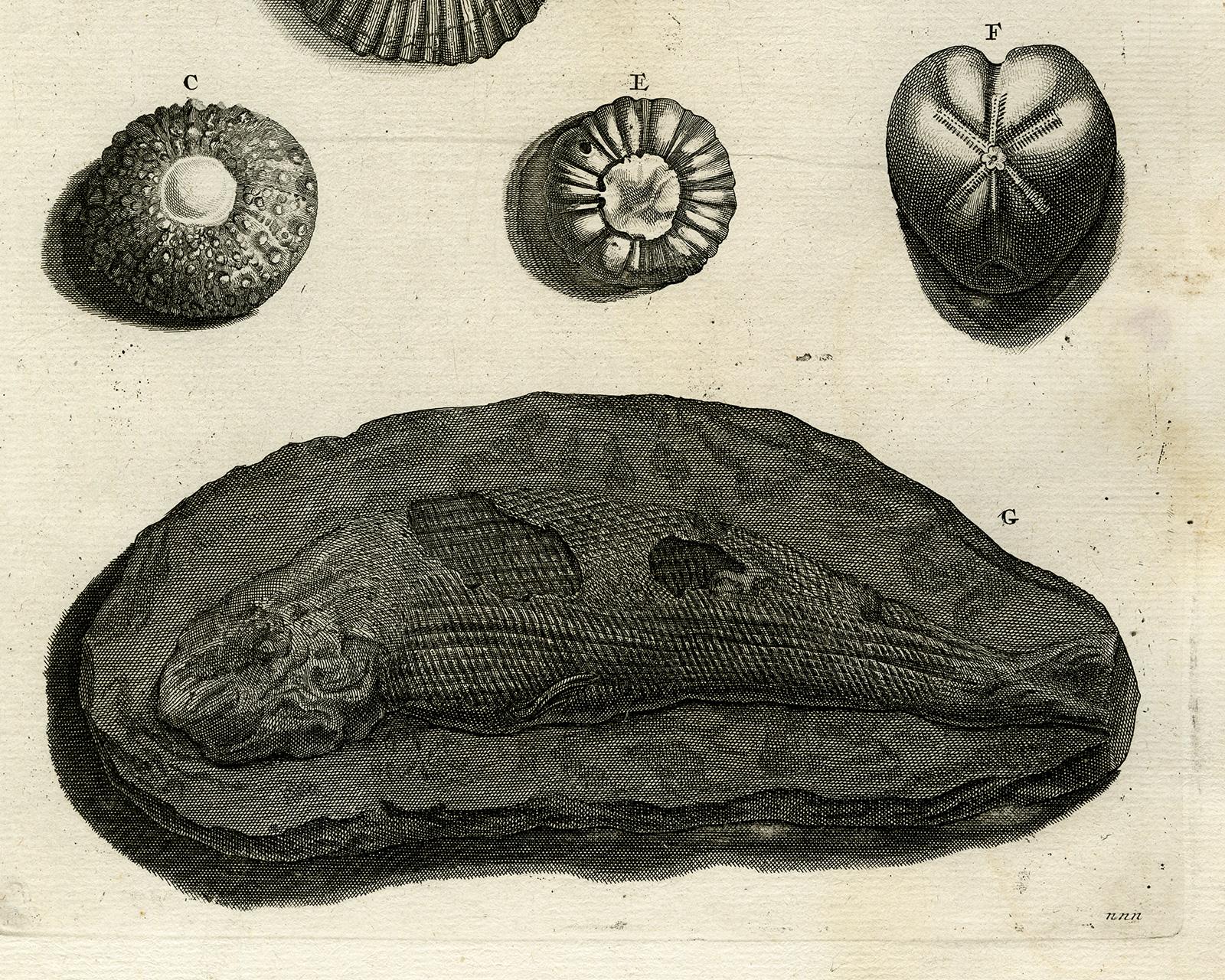 Fossilized shells and fish - Ambonian Cabinet of Curiosities - Rumphius - 18th c - Old Masters Print by Jorg Eberhardt Rumph
