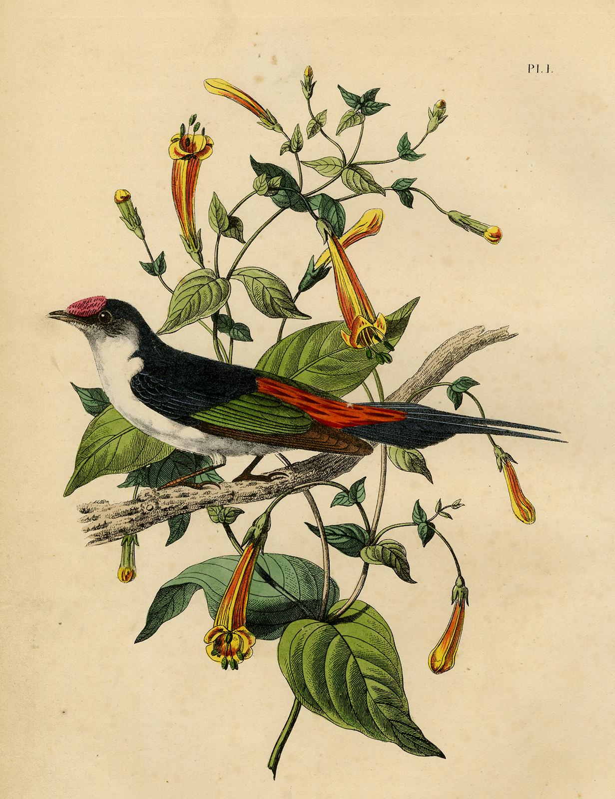 Jean-Emmanuel-Marie Le Maout Print - Antique print of a pin-tailed manakin by Le Maout - Engraving - 19th c.